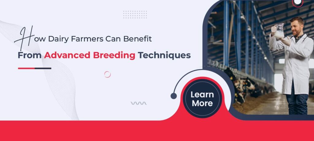 How Dairy Farmers Can Benefit from Advanced Breeding Techniques
