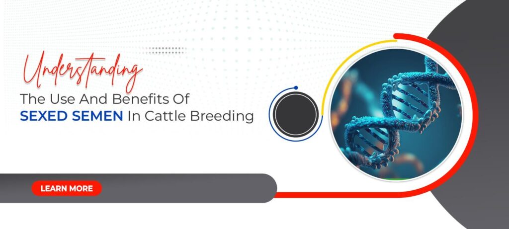 Understanding The Use And Benefits Of Sexed Semen In Cattle Breeding
