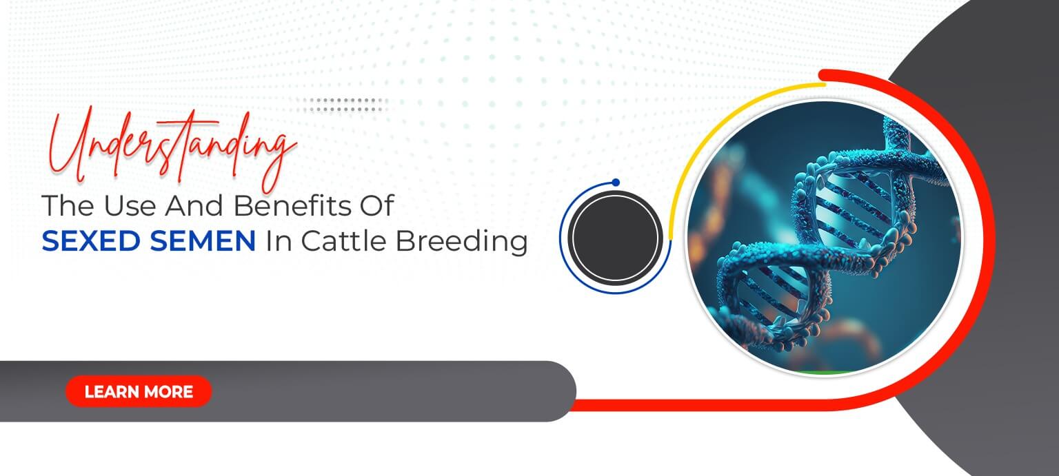 Understanding The Use And Benefits Of Sexed Semen In Cattle Breeding