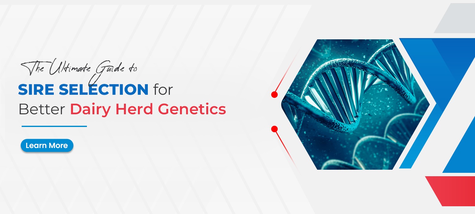 The Ultimate Guide to Sire Selection for Better Dairy Herd Genetics