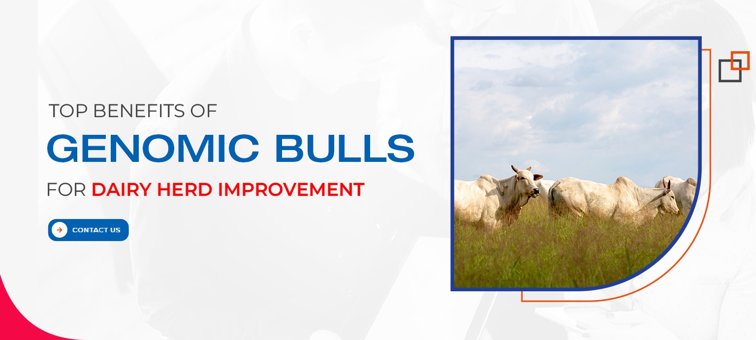 Top Benefits of Using Genomic Bulls for Dairy Herd Improvement
