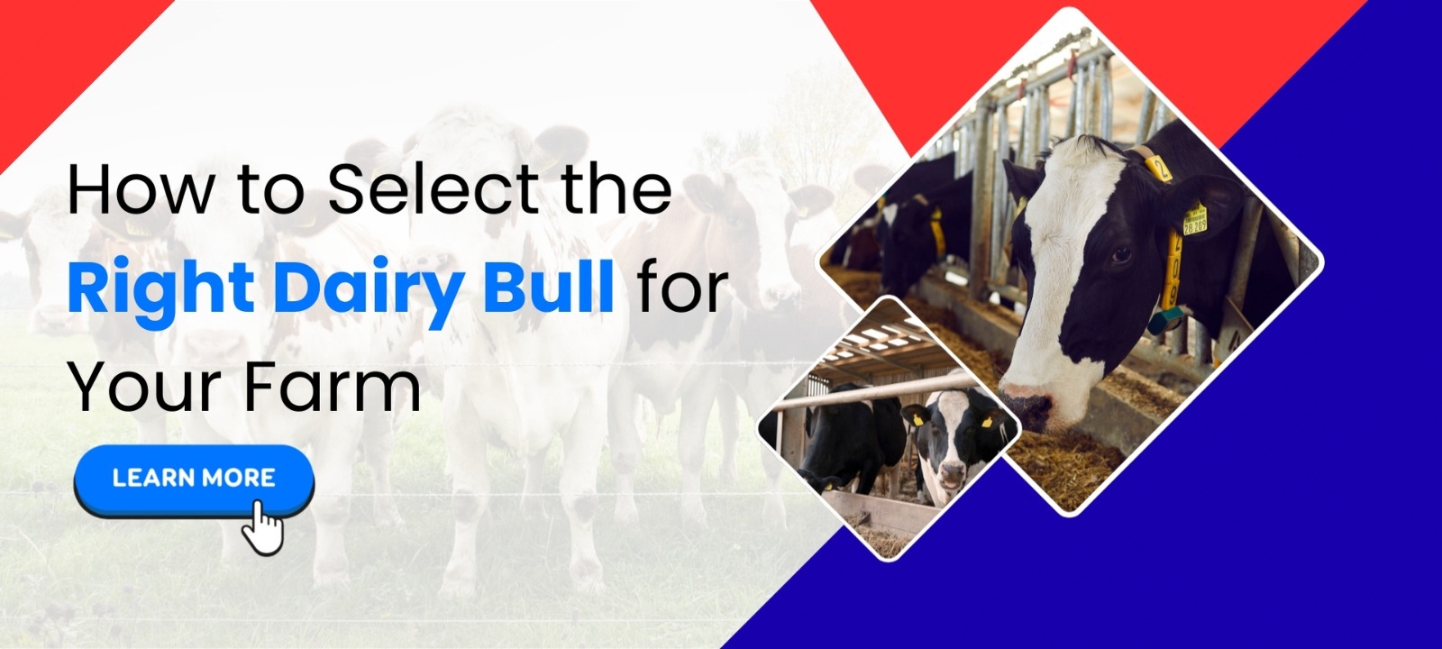 How to Select the Right Dairy Bull for Your Farm