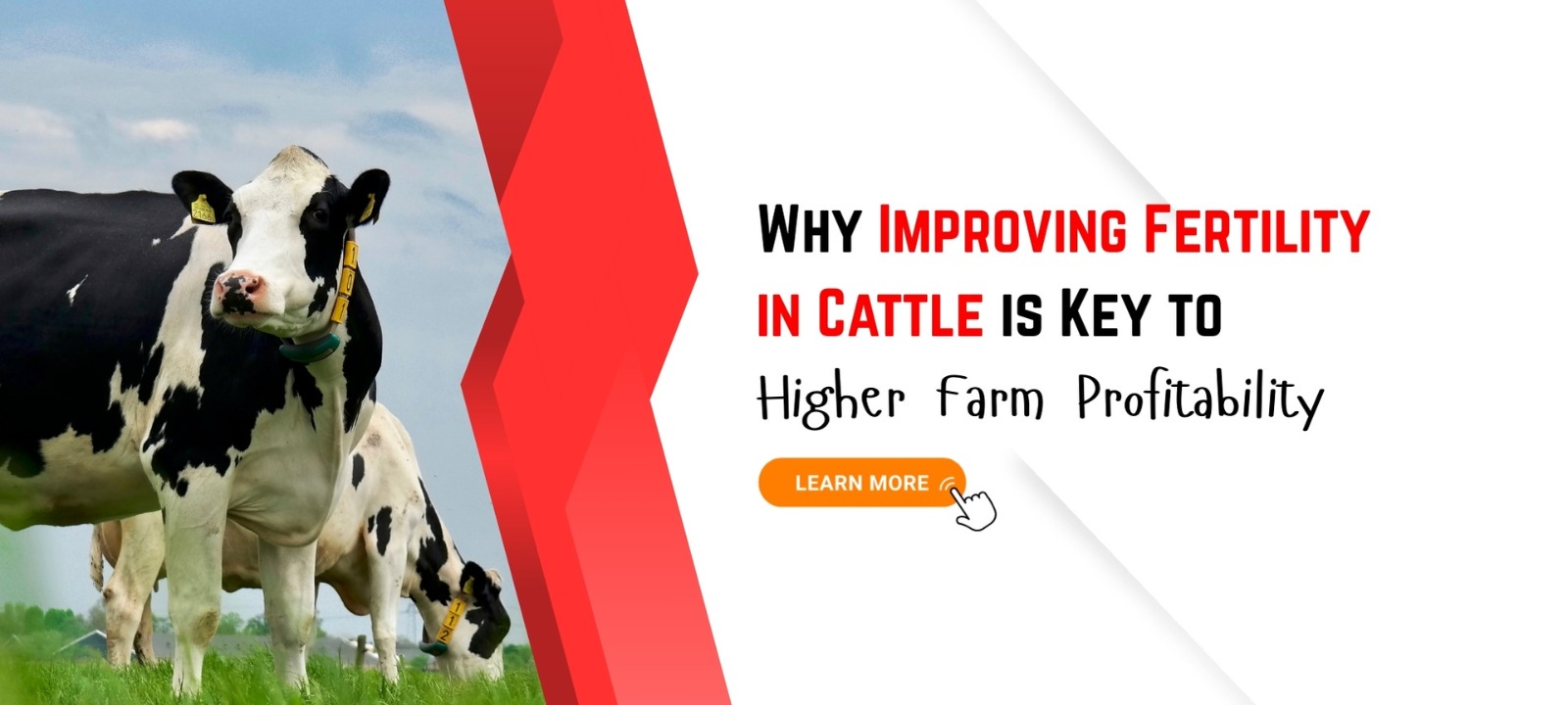 Why Improving Fertility in Cattle is Key to Higher Farm Profitability