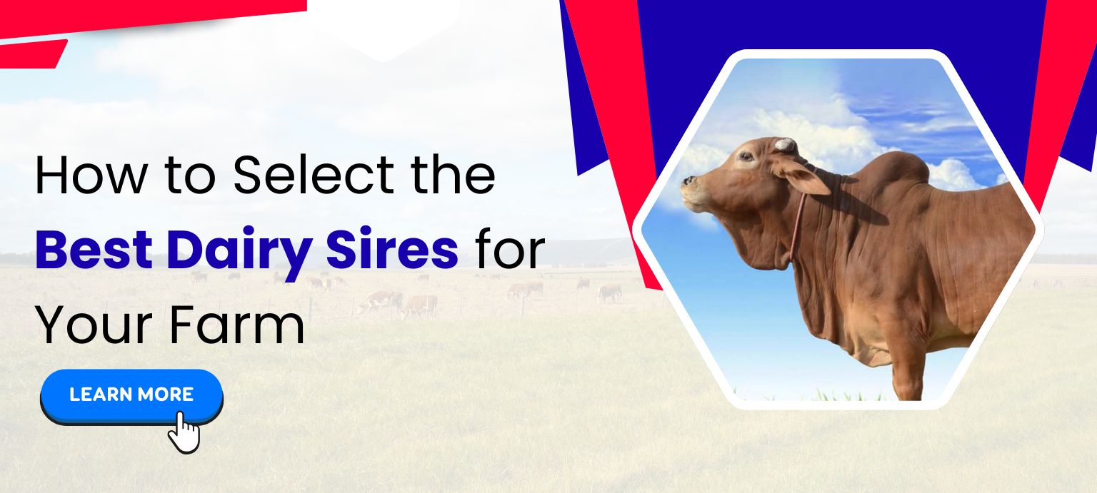 How to Select the Best Dairy Sires for Your Farm