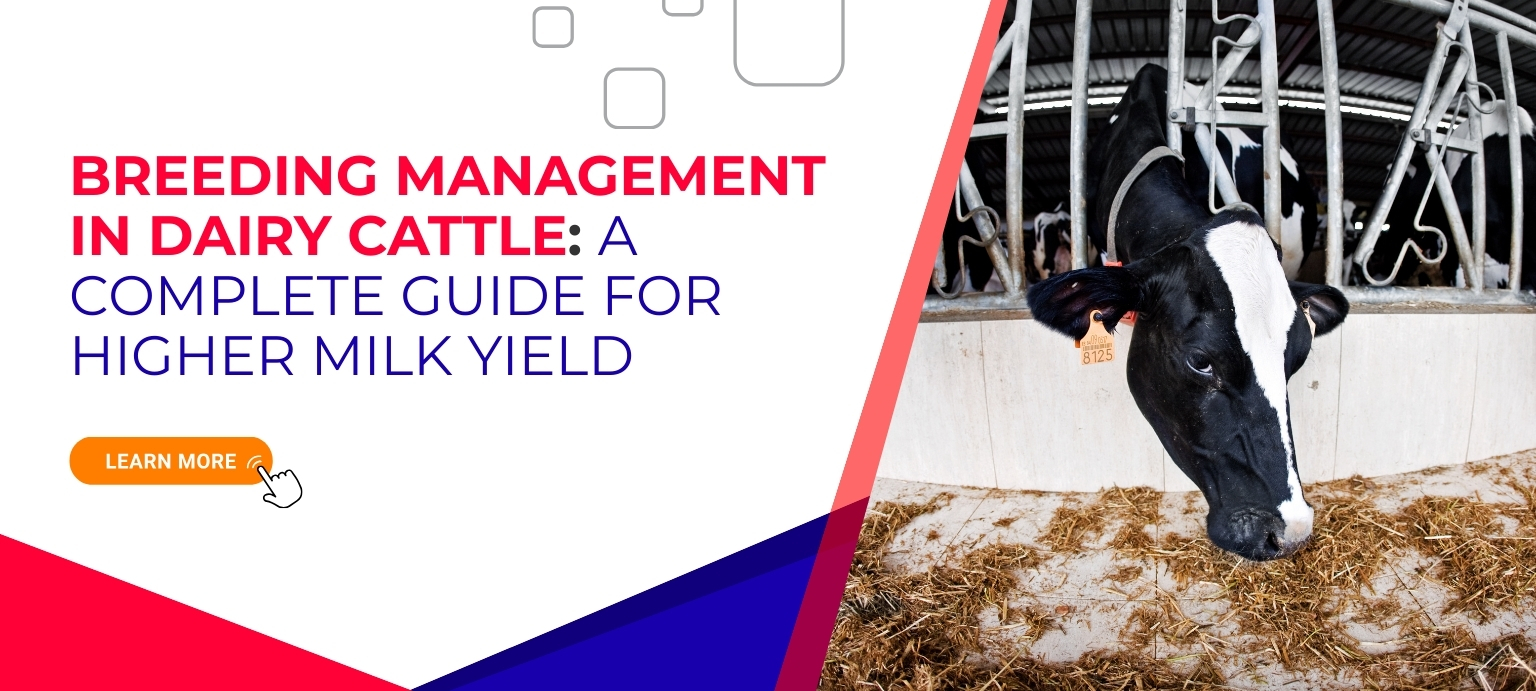 Breeding Management in Dairy Cattle A Complete Guide for Higher Milk Yield