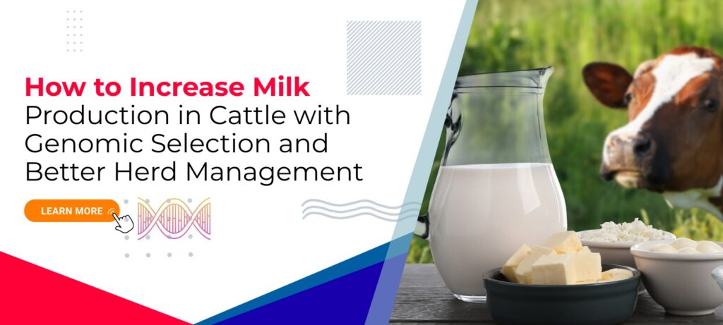 Why Genomic Selection Is Important for Dairy Cattle Improvement