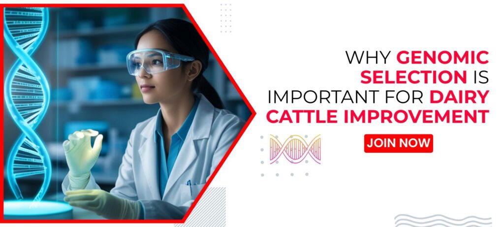 How to Increase Milk Production in Cattle with Genomic Selection and Better Herd Management