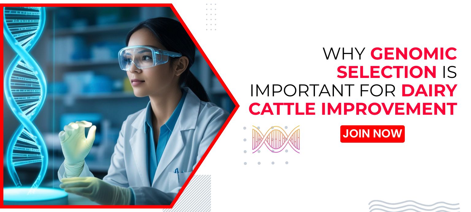 How to Increase Milk Production in Cattle with Genomic Selection and Better Herd Management
