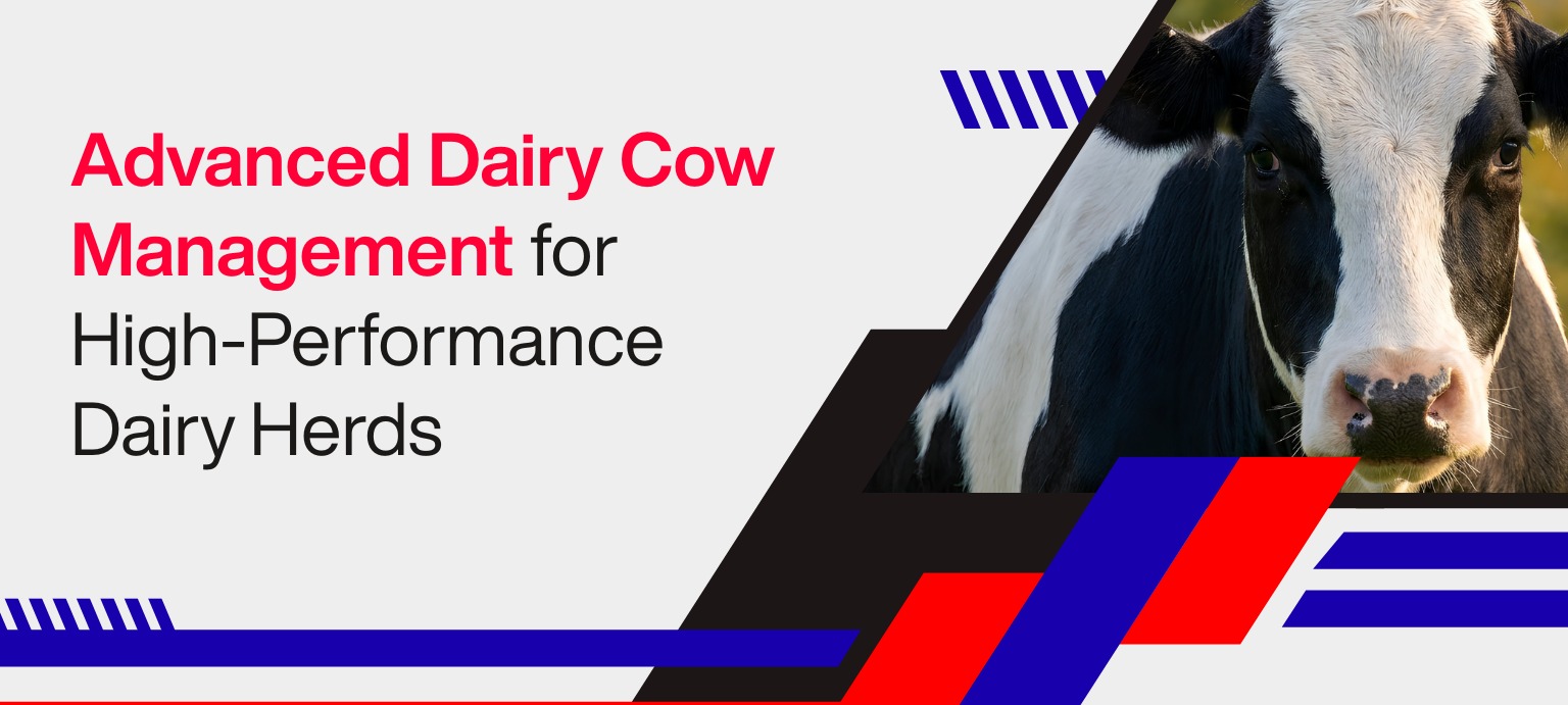 Advanced Dairy Cow Management for High-Performance Dairy Herds