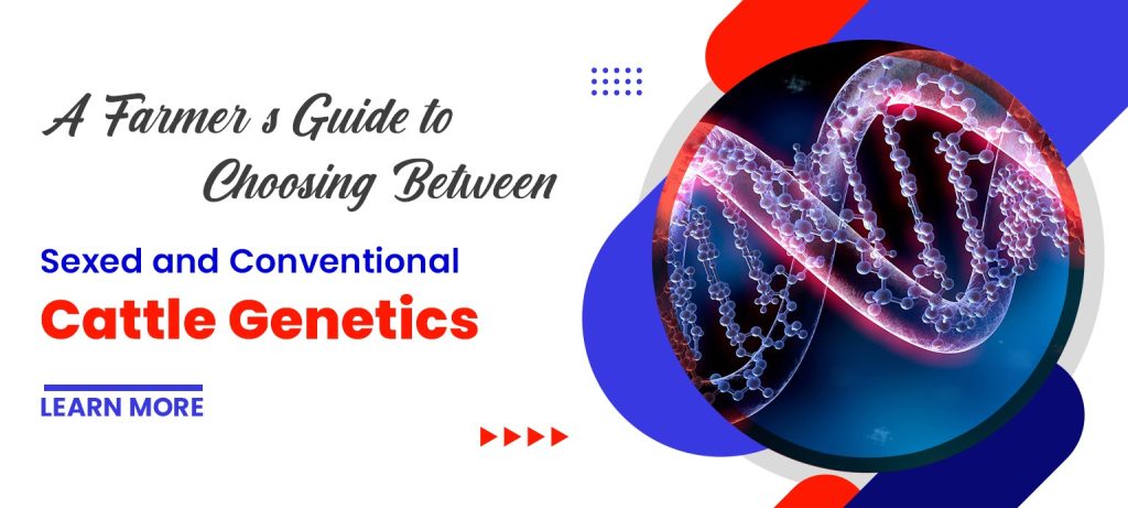 A Farmer’s Guide to Choosing Between Sexed and Conventional Cattle Genetics