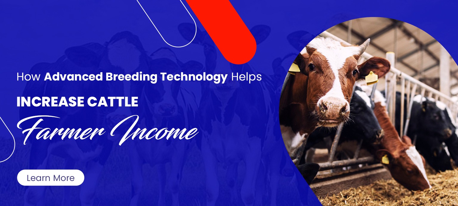 How Advanced Breeding Technology Helps Increase Cattle Farmer Income