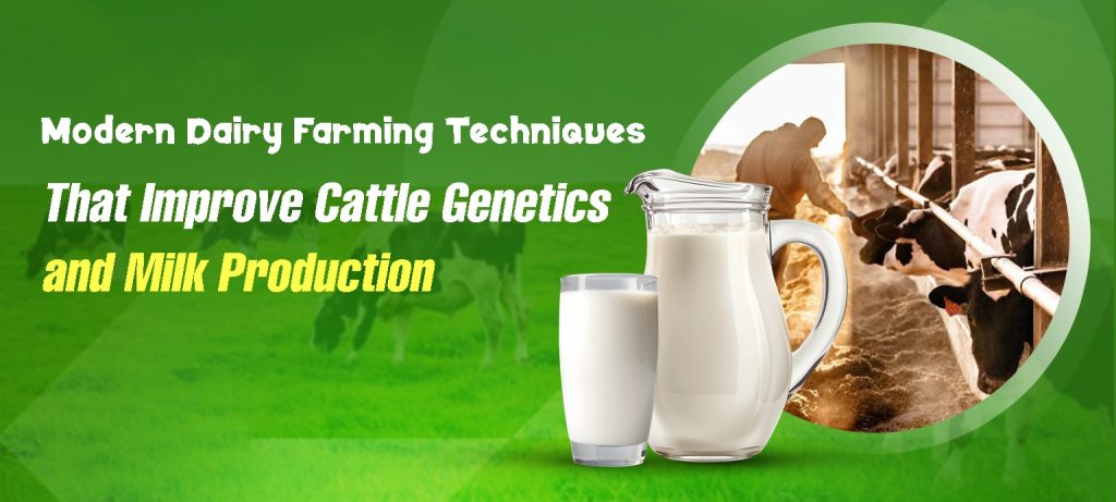 Modern Dairy Farming Techniques That Improve Cattle Genetics and Milk Production