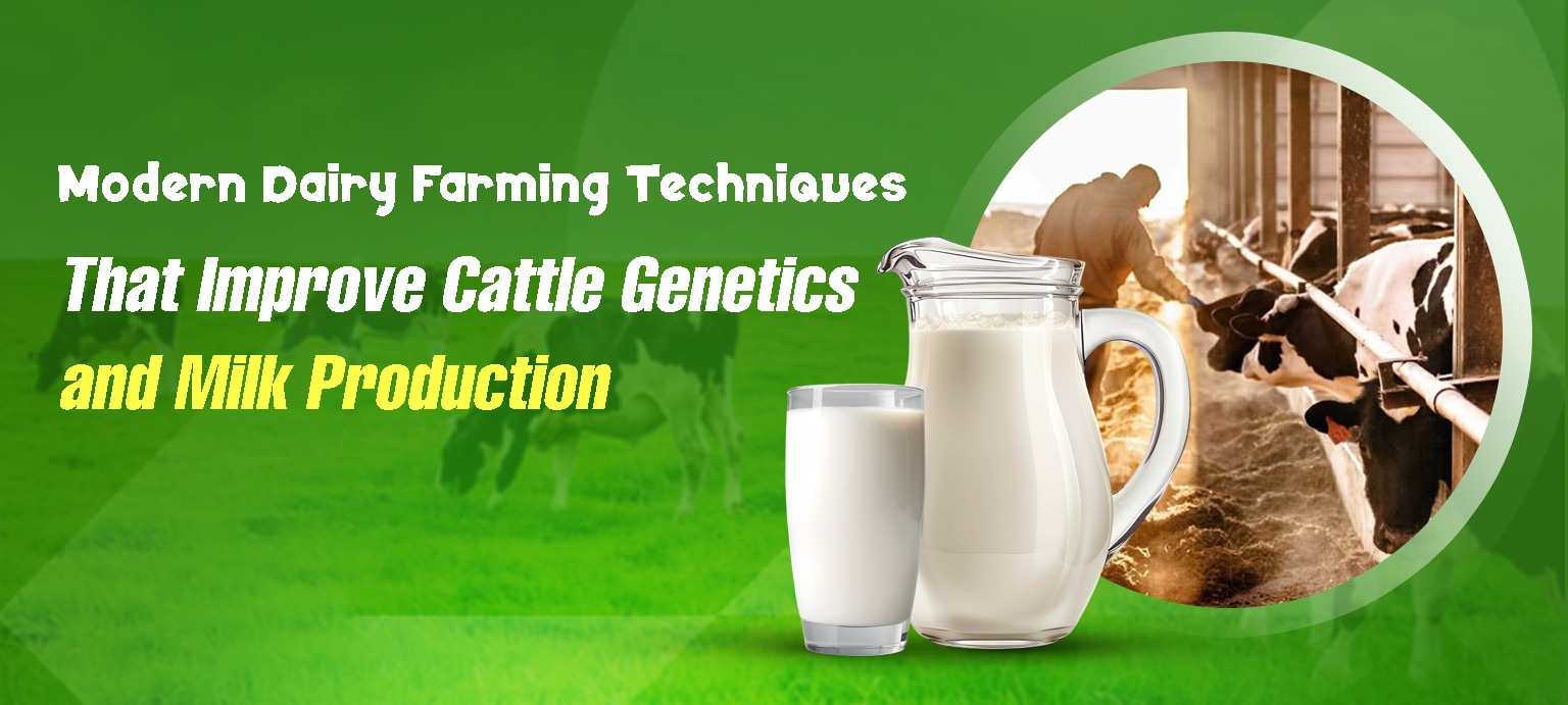 Modern Dairy Farming Techniques That Improve Cattle Genetics and Milk Production
