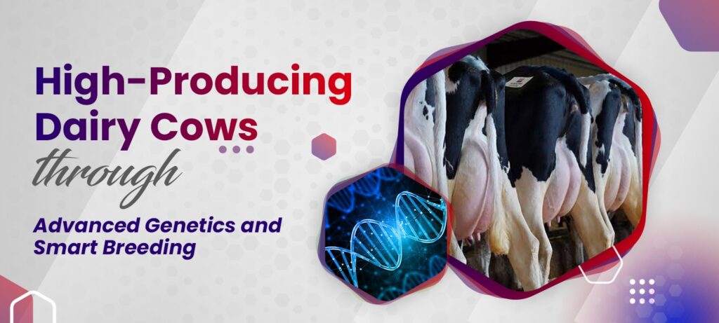 How to Develop High-Producing Dairy Cows Through Advanced Genetics and Smart Breeding