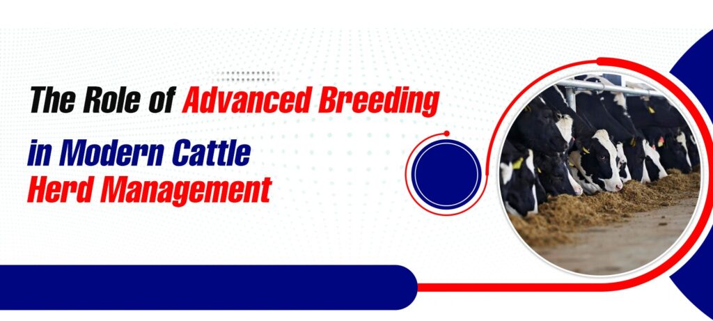 The Role of Advanced Breeding in Modern Cattle Herd Management