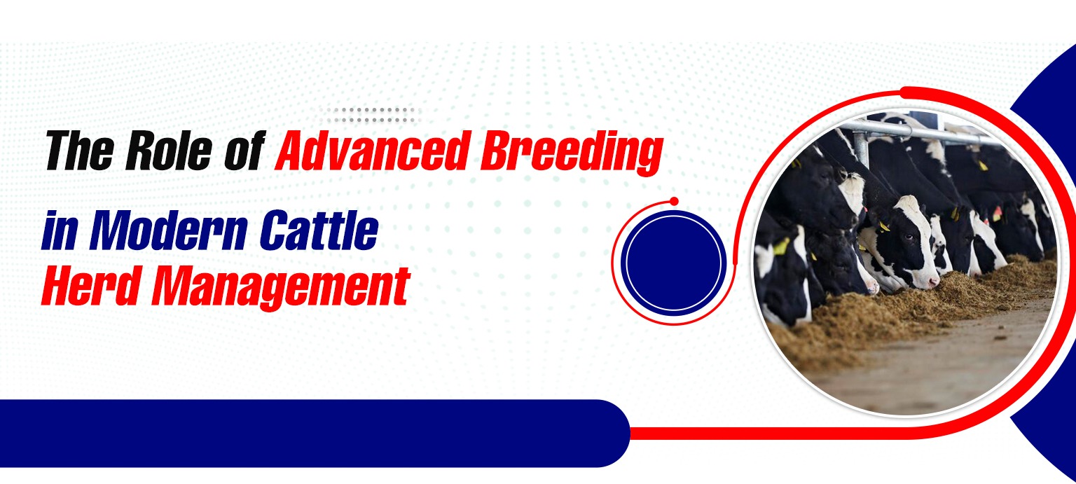The Role of Advanced Breeding in Modern Cattle Herd Management