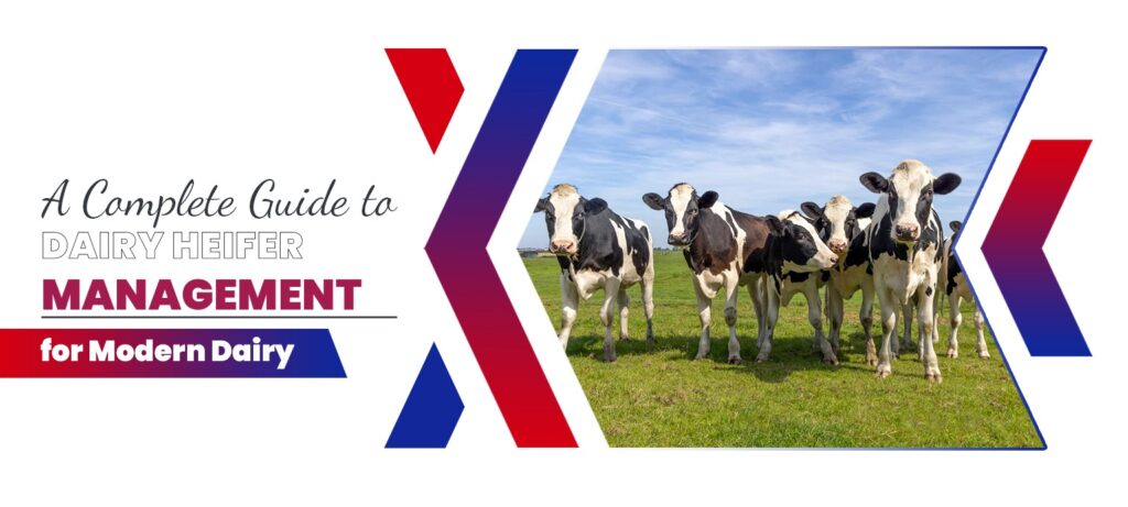 A Complete Guide to Dairy Heifer Management for Modern Dairy Farms