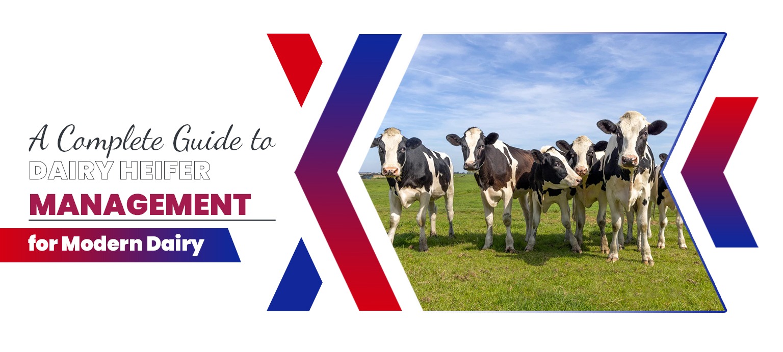 A Complete Guide to Dairy Heifer Management for Modern Dairy Farms