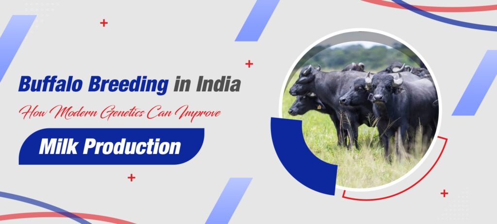 Buffalo Breeding in India How Modern Genetics Can Improve Milk Production