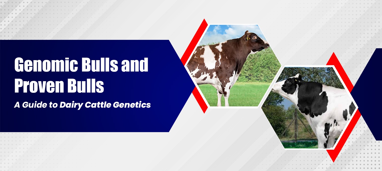 Genomic Bulls and Proven Bulls A Guide to Dairy Cattle Genetics
