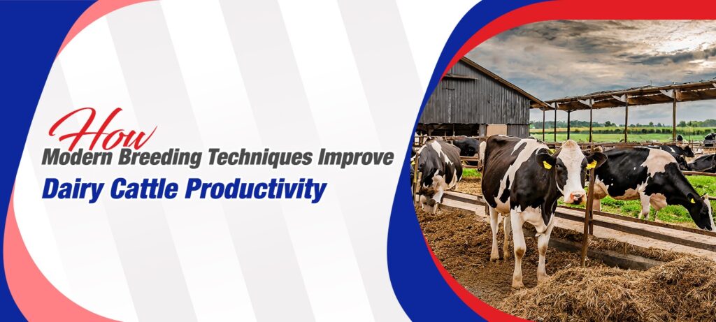 How Modern Breeding Techniques Improve Dairy Cattle Productivity