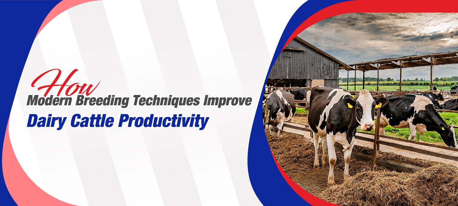 How Modern Breeding Techniques Improve Dairy Cattle Productivity